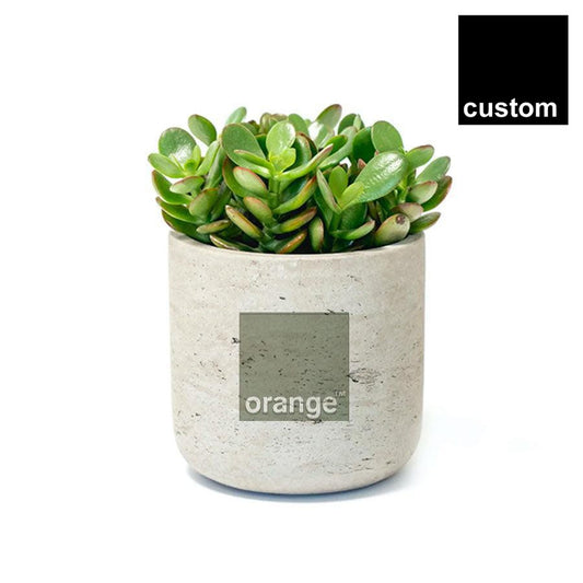 Orange Wilson Large Plant